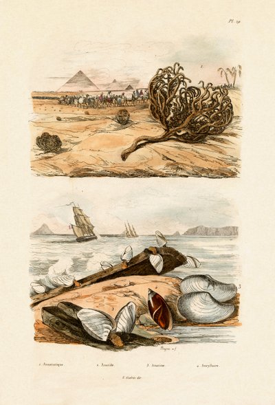Rose of Jericho, 1833-39 by French School